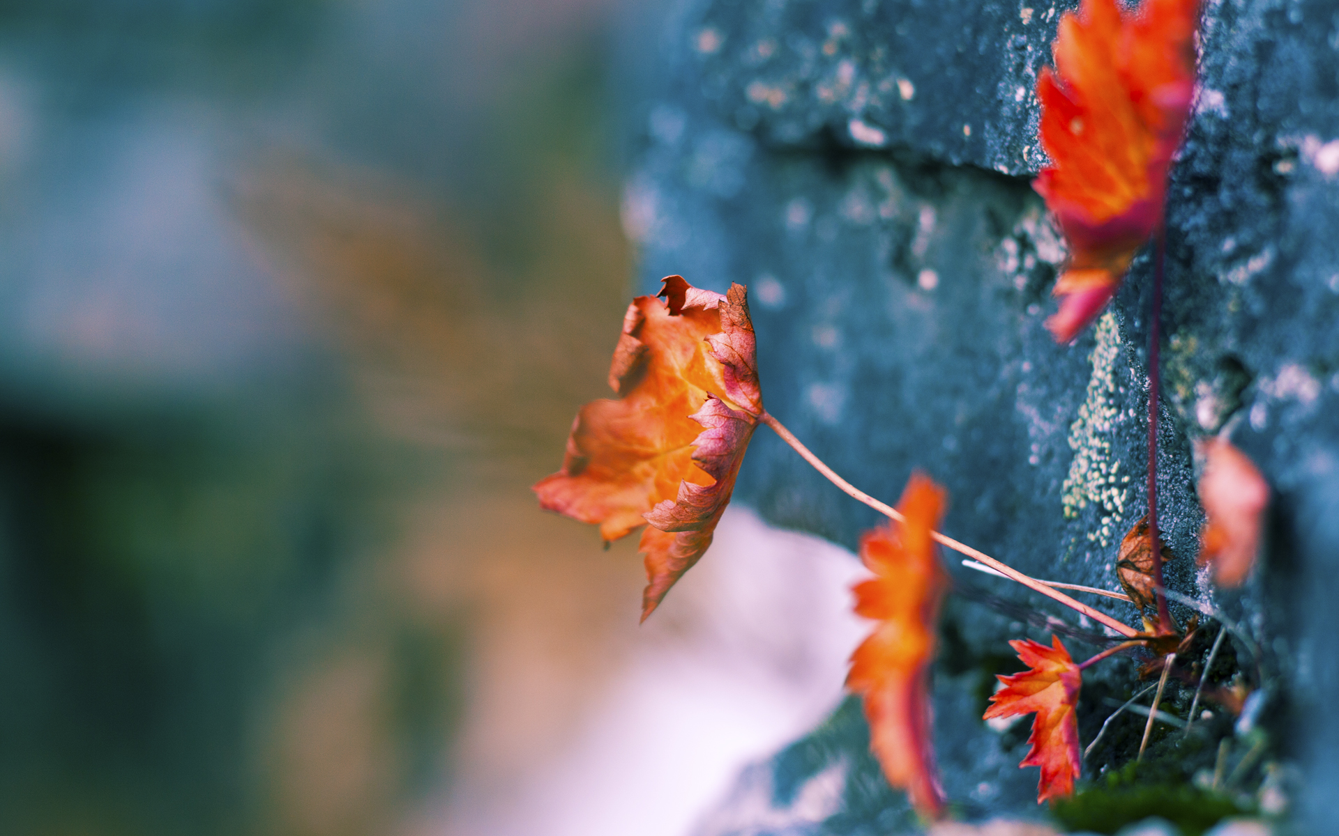 卡塔尔资本重塑法甲版图,弗拉霍维奇一锤定音彰显巨星价值