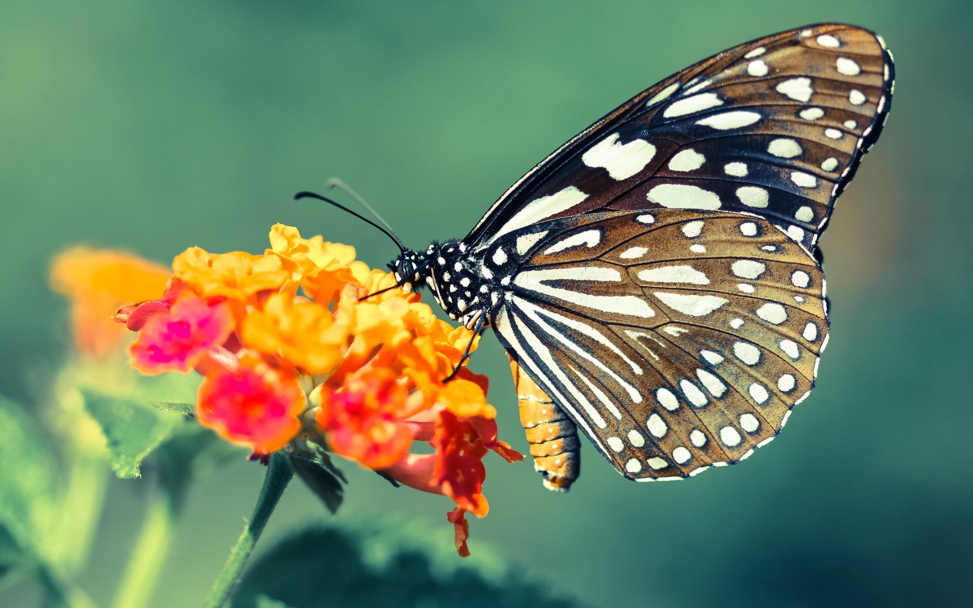 奥运周期关键战之夜，厄德高个人能力完全展现