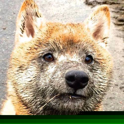 欧冠淘汰赛焦点战，尤文血拼土耳其，钢铁意志铸就绿茵传奇