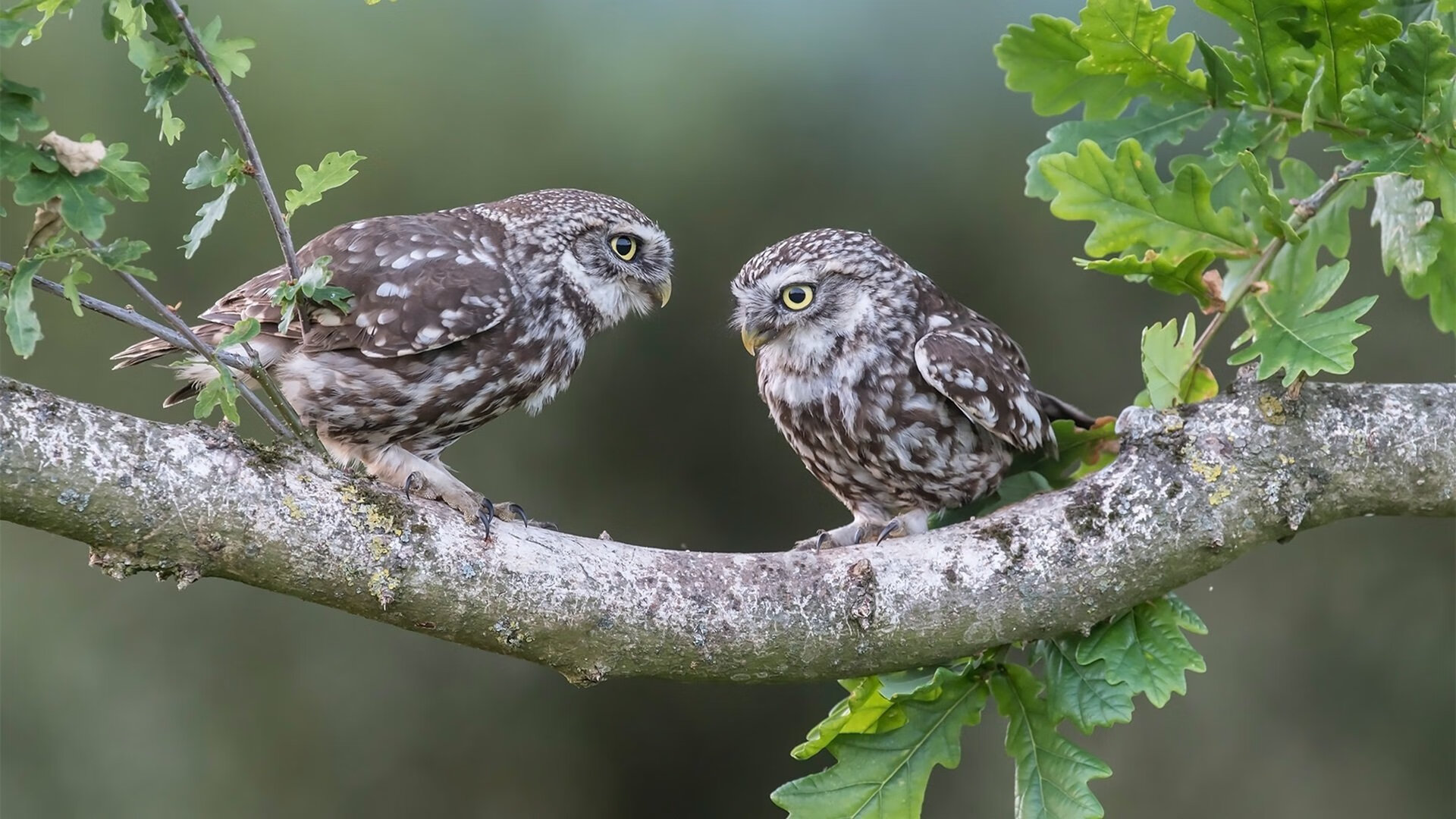 利拉德数据全面爆炸,爵士争冠战惊险战胜新疆队